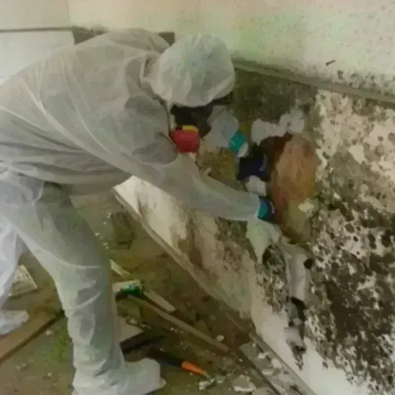 Mold Remediation and Removal in New Pekin, IN